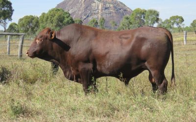 Belmont Red Cattle Story Begins